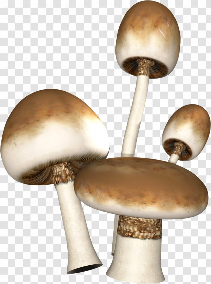 Mushroom - Ingredient - Lamp Transparent PNG