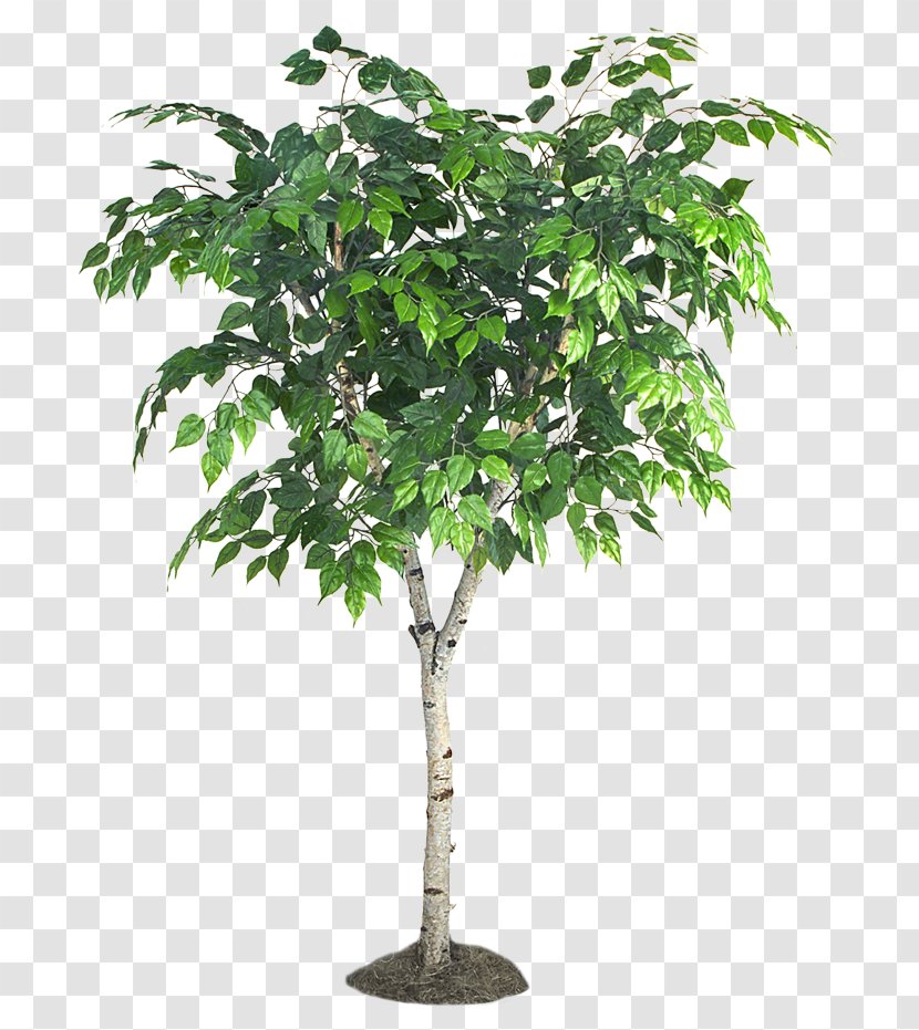 Silver Birch Tree Fiddle-leaf Fig Scots Pine Aspen - Trees Transparent PNG