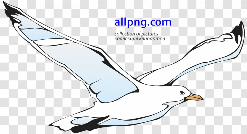 Gulls Clip Art - Artwork - Gull Transparent PNG