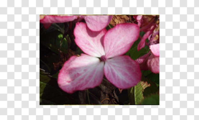 Crane's-bill Hydrangea Annual Plant Pink M Shrub - Geranium Transparent PNG