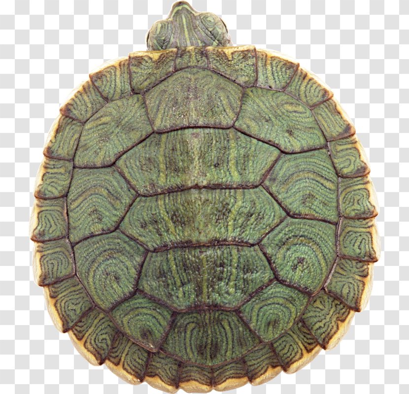 Sea Turtle Download - Box - Tortuga Transparent PNG