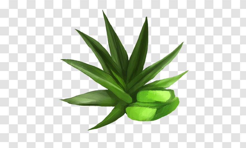 Cannabis Aloe Vera - Hemp Transparent PNG