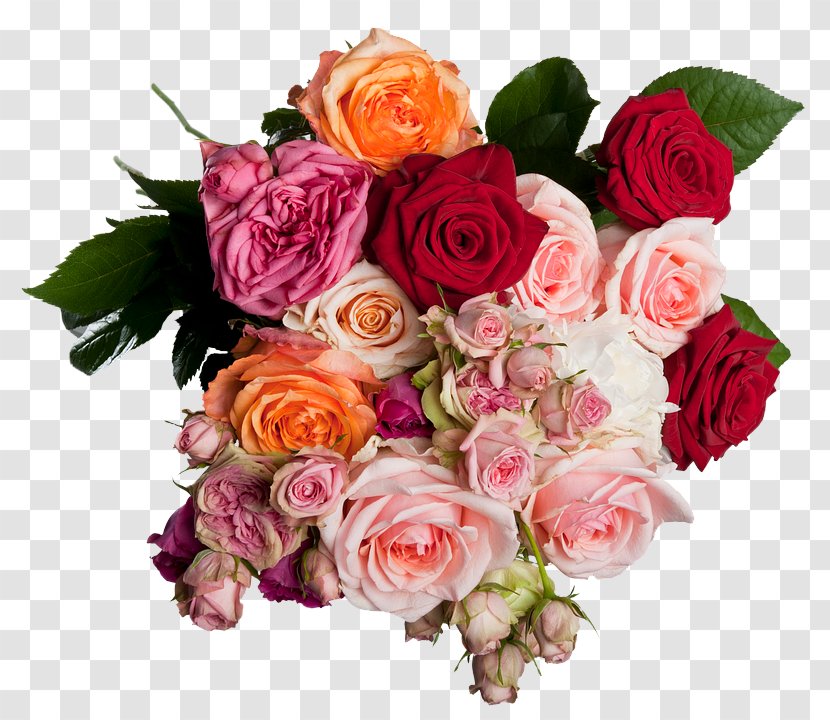 Garden Roses - Floribunda - Rose Family Transparent PNG