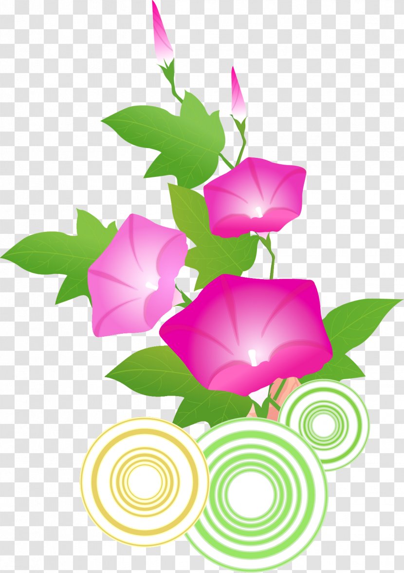 Vector Graphics Morning Glory Drawing Image - Japanese - Floristry Transparent PNG