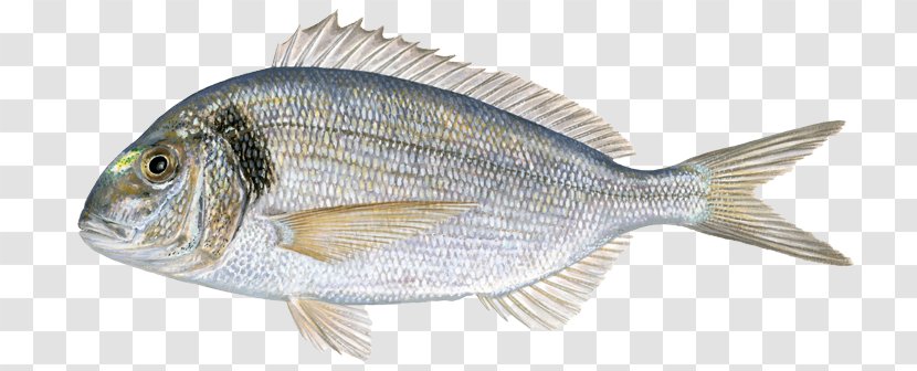 Tilapia Gilt-head Bream Fried Fish - Food - Sea Transparent PNG