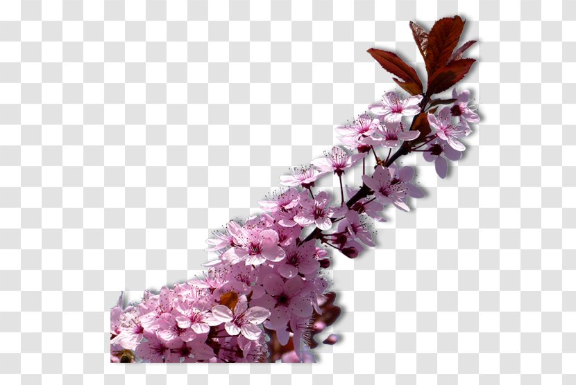 ST.AU.150 MIN.V.UNC.NR AD Blog Petal Flower Plant - Cherry Blossom - Twig Transparent PNG