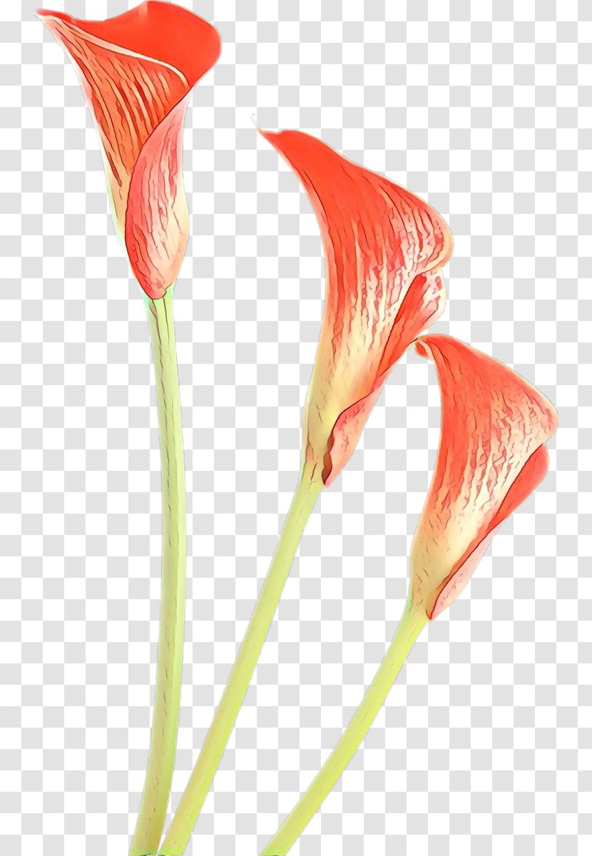 Drawing Of Family - Candy Cane Sorrel - Hippeastrum Arum Transparent PNG
