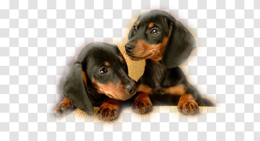 Dachshund Puppy Black And Tan Coonhound English Toy Terrier Baby Pets Transparent PNG