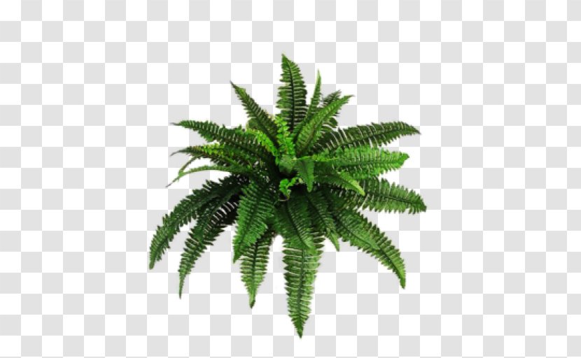 Vascular Plant Palm Trees Fern Image - Tree Ferns - Bamboo Transparent PNG