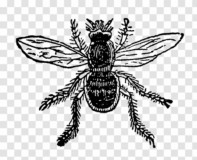 Insect Honey Bee Pollinator - Digital Illustration Transparent PNG