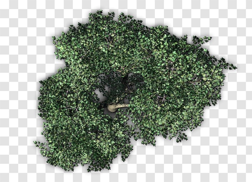 Fruit Tree Plant - Top View Transparent PNG