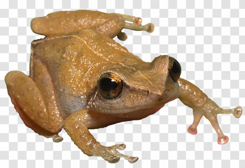 Tree Frog True Common Coquí - Animal - Dart Skeleton Transparent PNG