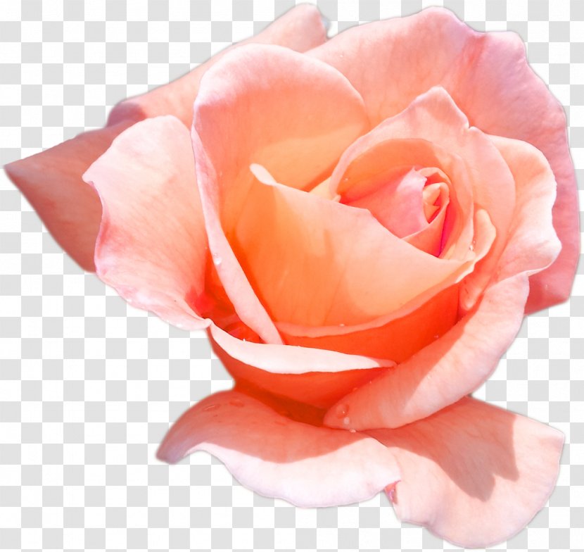 Garden Roses Cabbage Rose Floribunda China Pink - Flower Transparent PNG