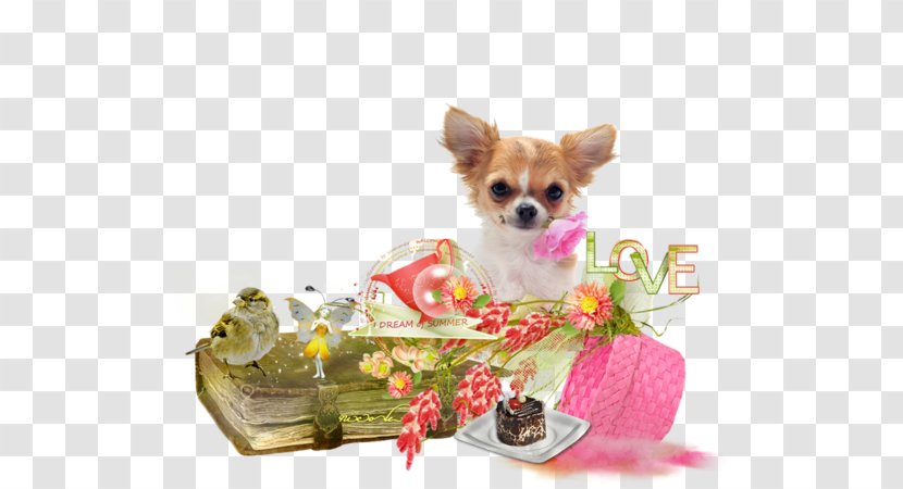 Chihuahua Puppy Yorkshire Terrier Dog Breed Companion - Joyeux-anniverSaire Transparent PNG