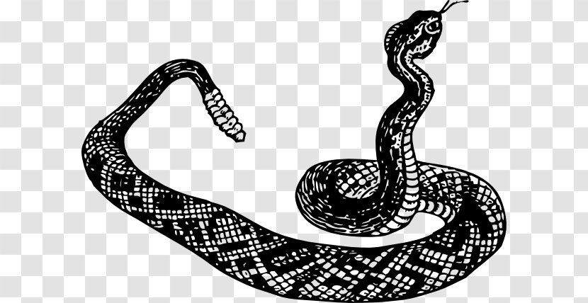 Rattlesnake Vipers Clip Art - Boas - Snake Transparent PNG