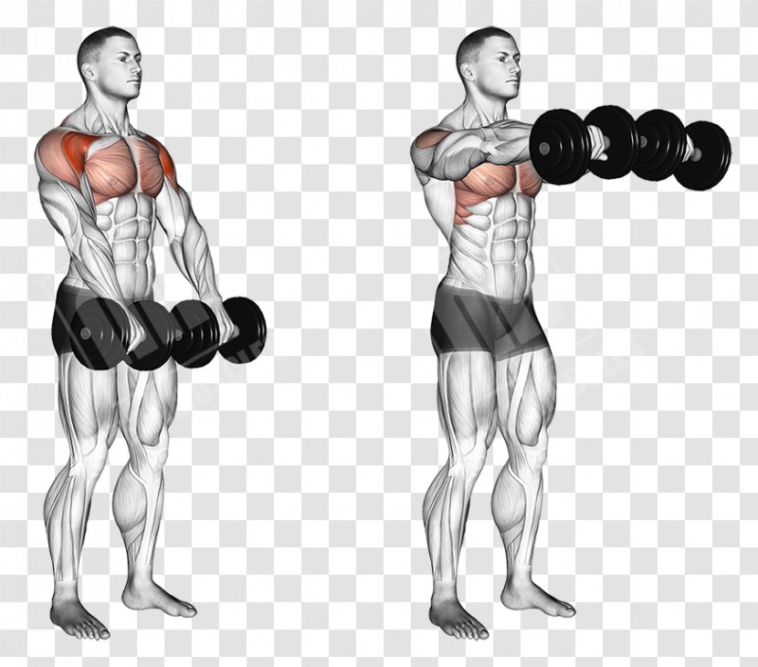 Front Raise Dumbbell Overhead Press Fly Exercise - Cartoon Transparent PNG