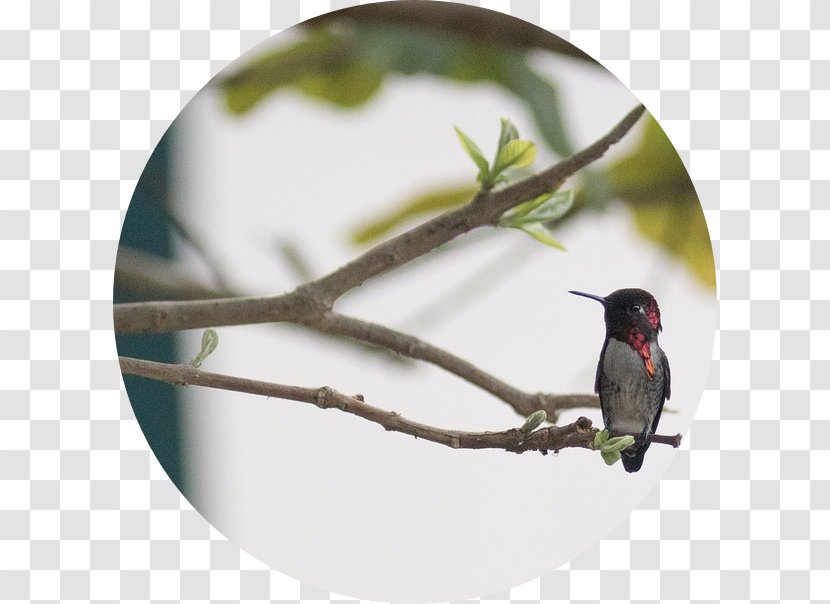 Villa Riva (Oberoi) The Oberoi Group Hummingbird M Animal - Branch - Sewa Di Bali Transparent PNG