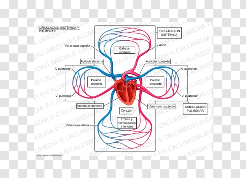 Pulmonary Circulation Systemic Lung Vein Artery - Frame - Circulatory System Transparent PNG