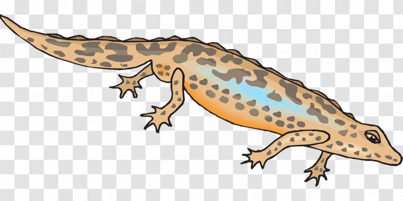Newt Salamander Gecko Clip Art - Tail Transparent PNG