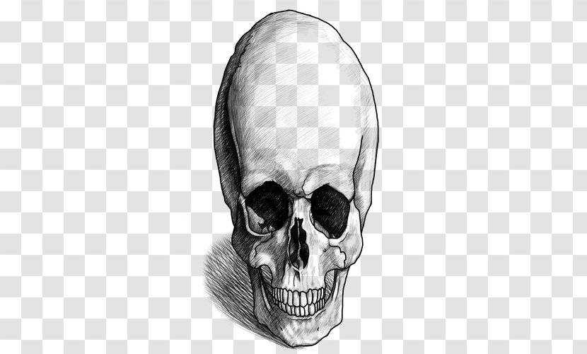 Nose Skeleton Homo Sapiens Skull Human Behavior - Bone Transparent PNG