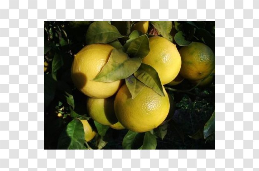Lemon Citron Bergamot Orange Reggio Calabria Rangpur - Calamondin Transparent PNG