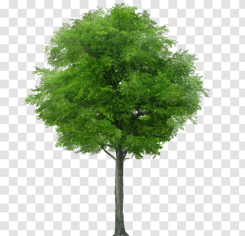 Stock Photography Royalty-free Tree Shrub Transparent PNG