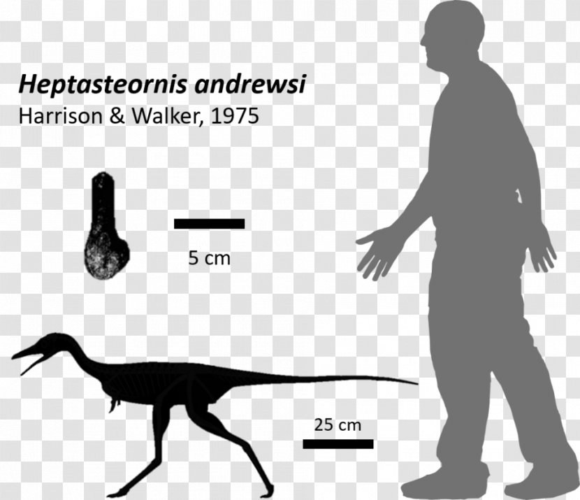Protoceratops Nyasasaurus Fossil Archosaur Dinosaur Isle - Diagram - Fragment Vector Transparent PNG