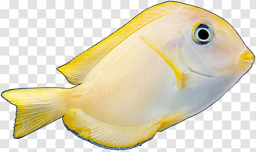 Marine Biology Coral Reef Fish Fauna - Small Transparent PNG