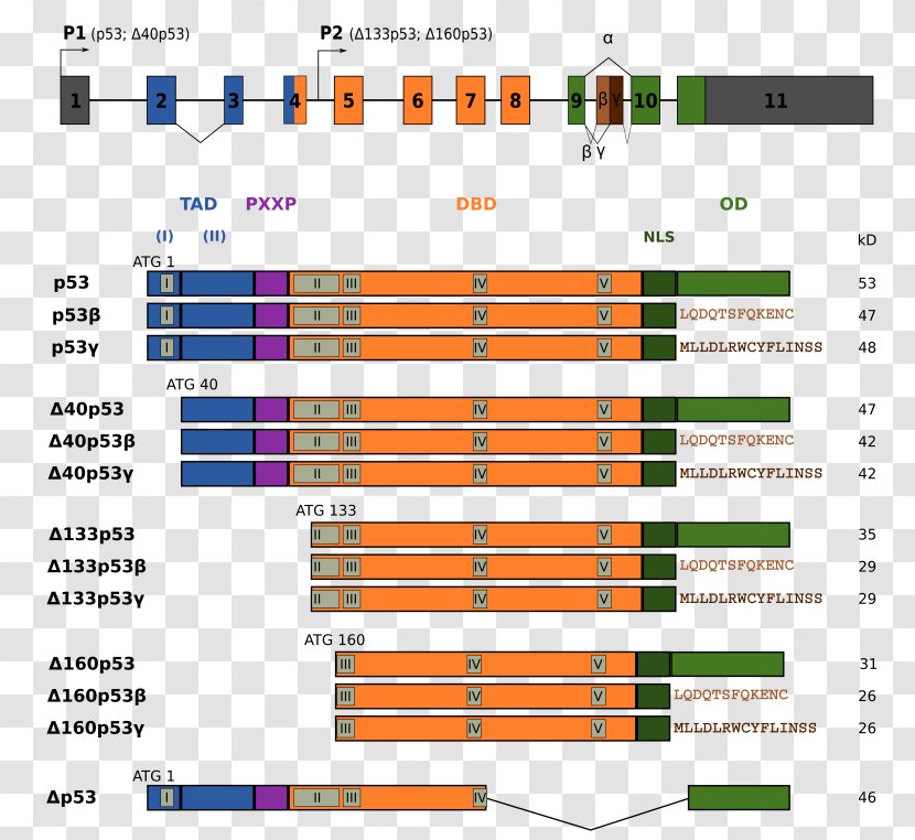 P53 Isoforma Exon Alternative Splicing Gene Isoform - Watercolor - Tree Transparent PNG