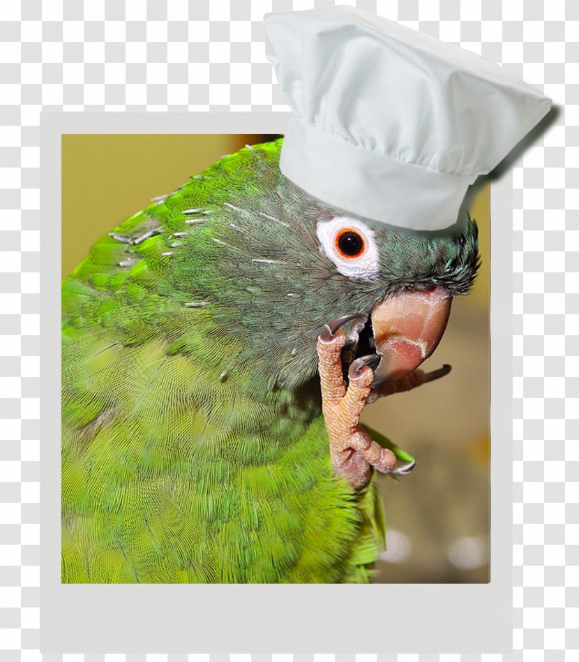 Pizza Dog Macaw Bacon Pepperoni Transparent PNG