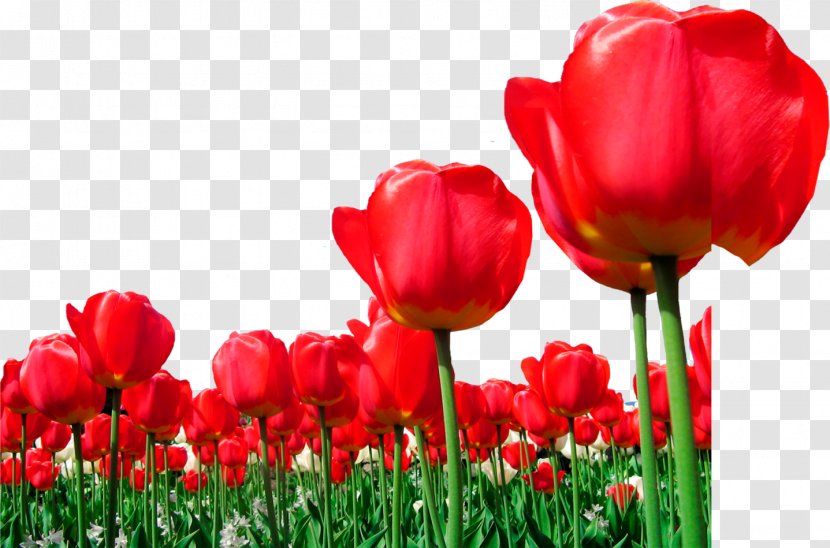Tulip Flower - Designer - Plant Transparent PNG