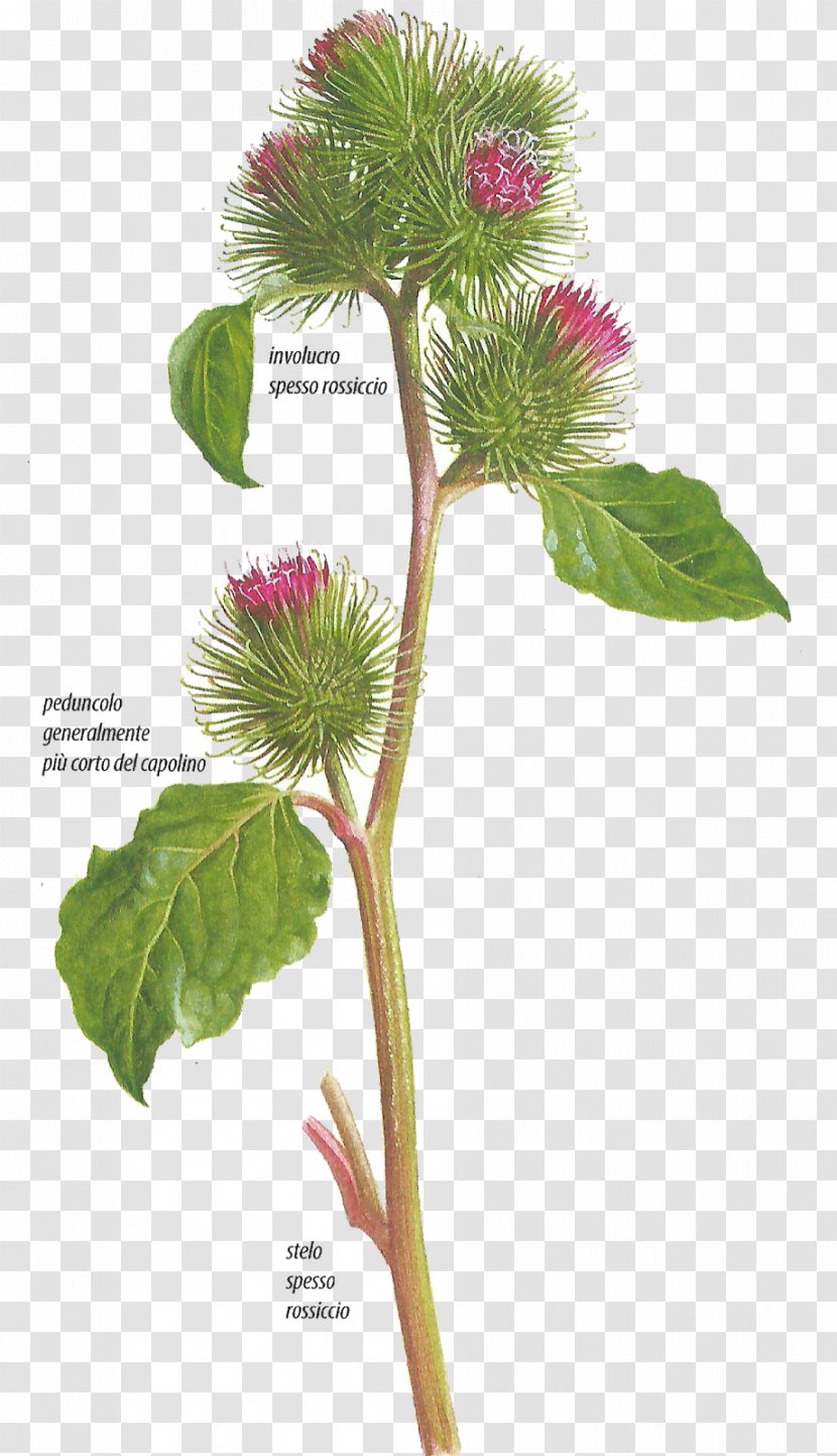 Greater Burdock Plants Hemlock Human Body Immune System - Plant Stem - Bardana Lanosa Transparent PNG