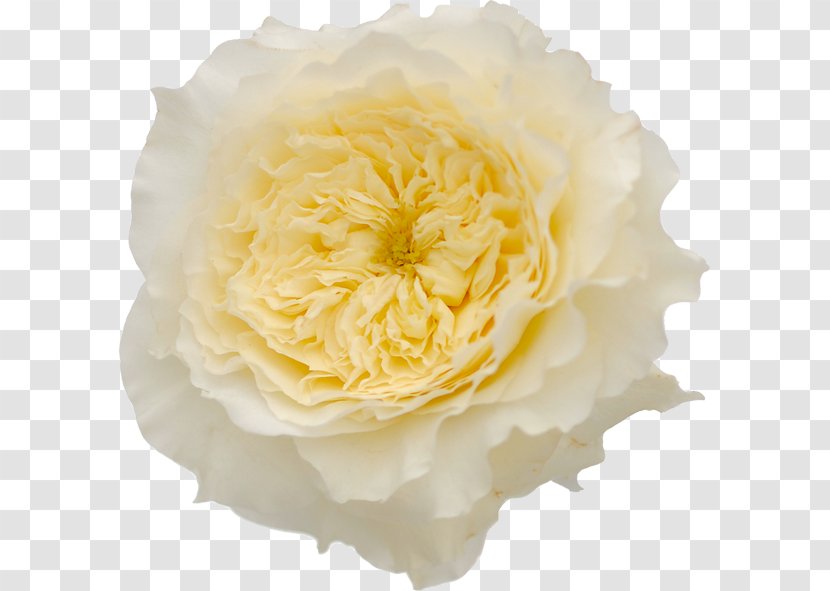 Garden Roses Flower Vase Life - Rose - White Transparent PNG
