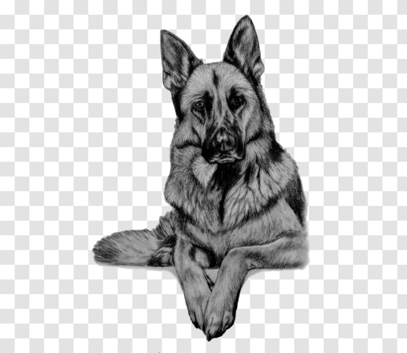 German Shepherd King Shiloh Dog Kunming Wolfdog Breed - Sketch Dogs Transparent PNG