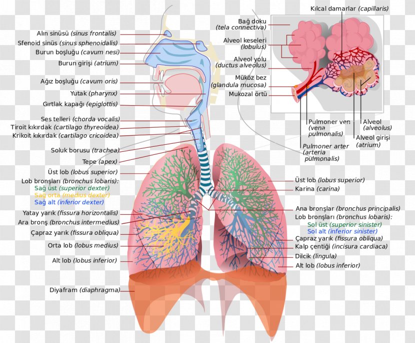 Respiratory System Tract Lung Breathing Respiration - Flower - Cartoon Transparent PNG