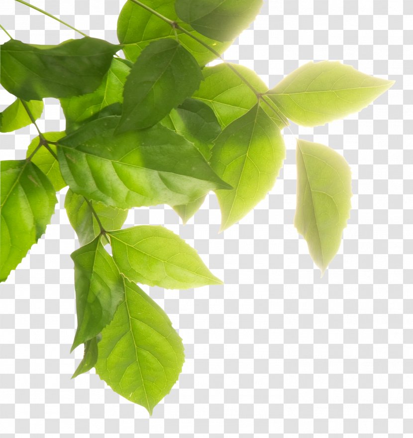 Haeul Environmental Protection Image Biophysical Environment Design - Branch - Leaves Transparent PNG