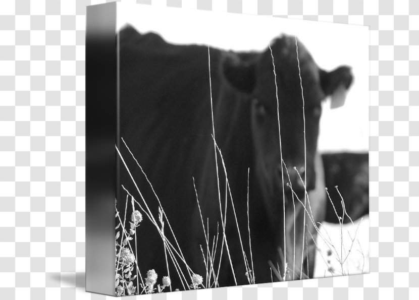 Calf Dairy Cattle Gallery Wrap - White - Beef Cury Transparent PNG