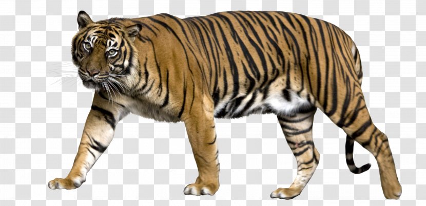 Lion Sumatran Tiger Jaguar Liger Bengal - Temple Transparent PNG
