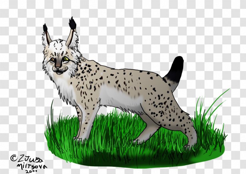 Whiskers Cheetah Cat Lynx Dog Breed - Mammal - Double Eleven Transparent PNG