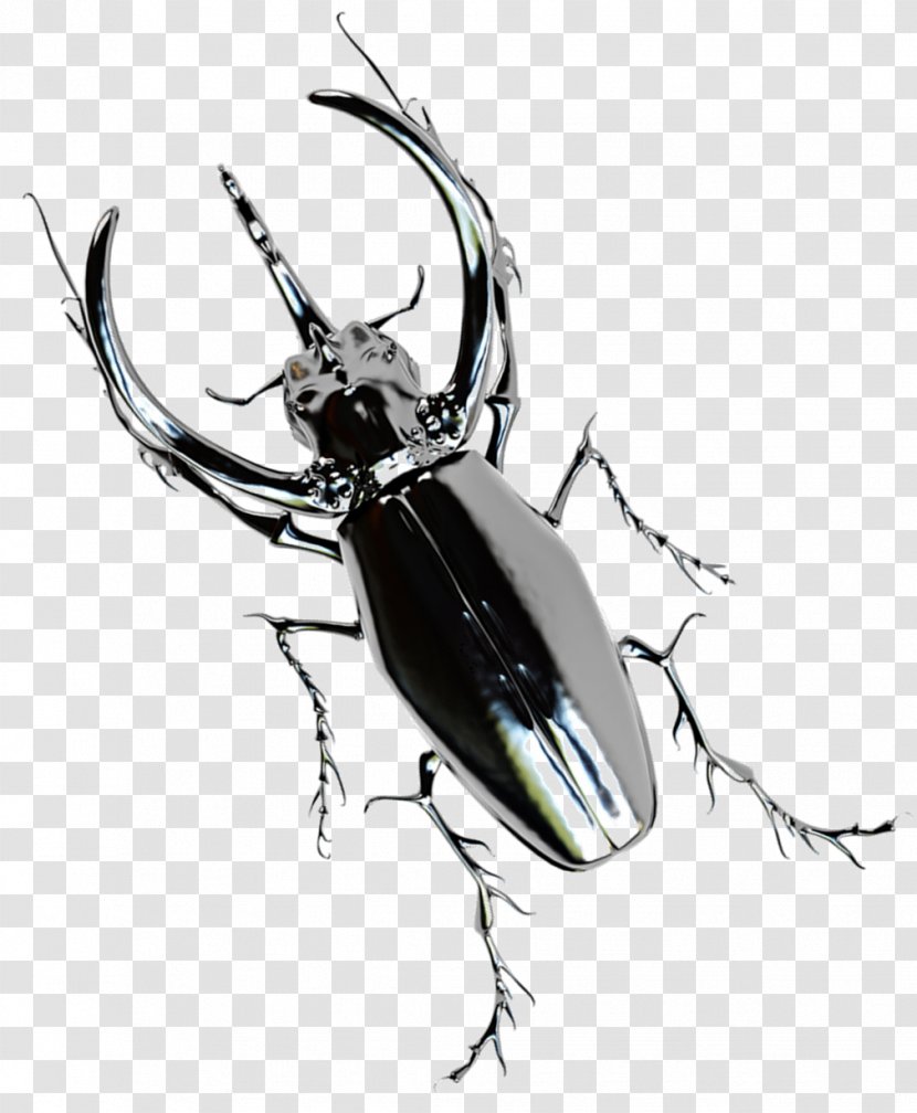 Japanese Rhinoceros Beetle Beetles Pest - Arthropod Transparent PNG