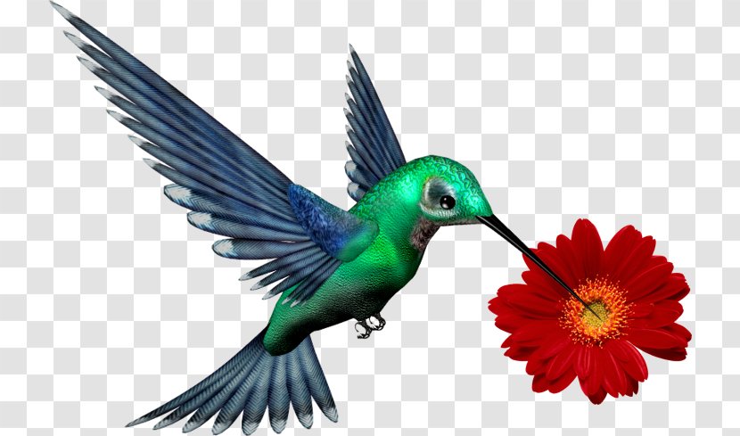 Choose To Be Happy Design T-shirt Hummingbird Image - Fauna - Flor De Cima Para Baixo Transparent PNG