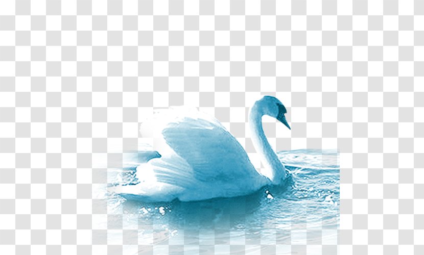 Cygnini Duck Domestic Goose - Water - Swan Transparent PNG