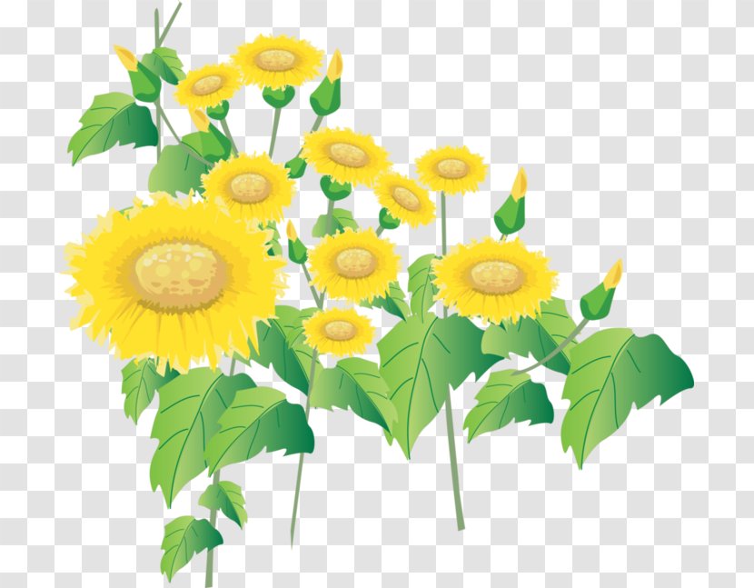 Common Sunflower Seed - Flowerpot - Flower Transparent PNG