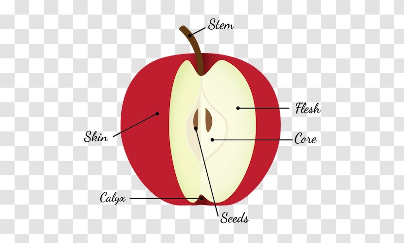 Apple Pie Diagram Fruit Anatomy Seed - Heart Transparent PNG