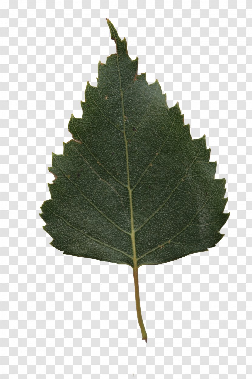 Leaf River Birch Paper Tree Lindens Transparent PNG