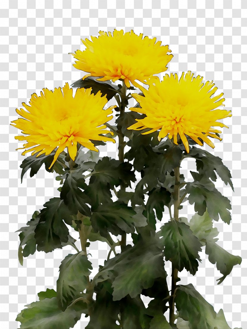 Chrysanthemum Wholesale Yellow Artikel Price - Daisy Family Transparent PNG