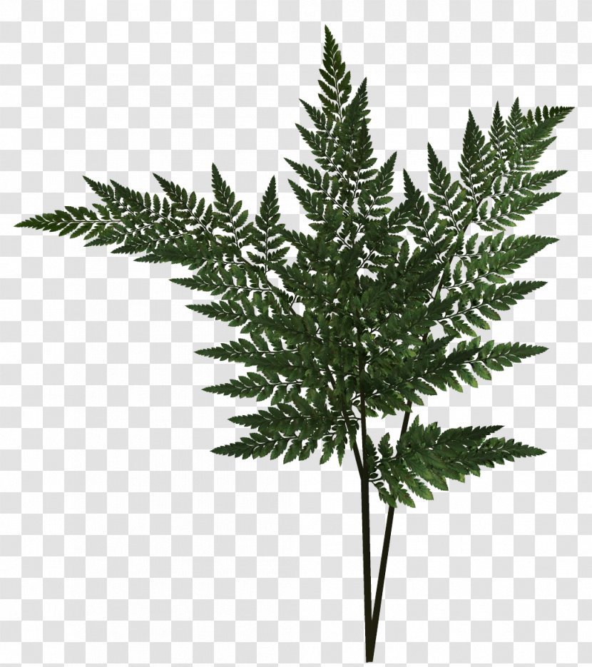 Fern Leaf Plant - Computer Software Transparent PNG