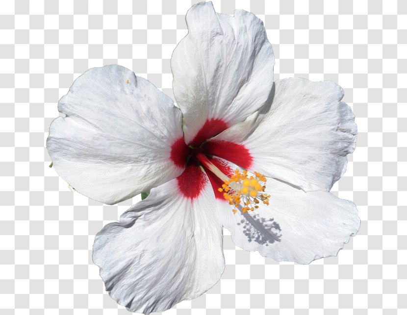 Rosemallows Herbaceous Plant - Rimel Transparent PNG