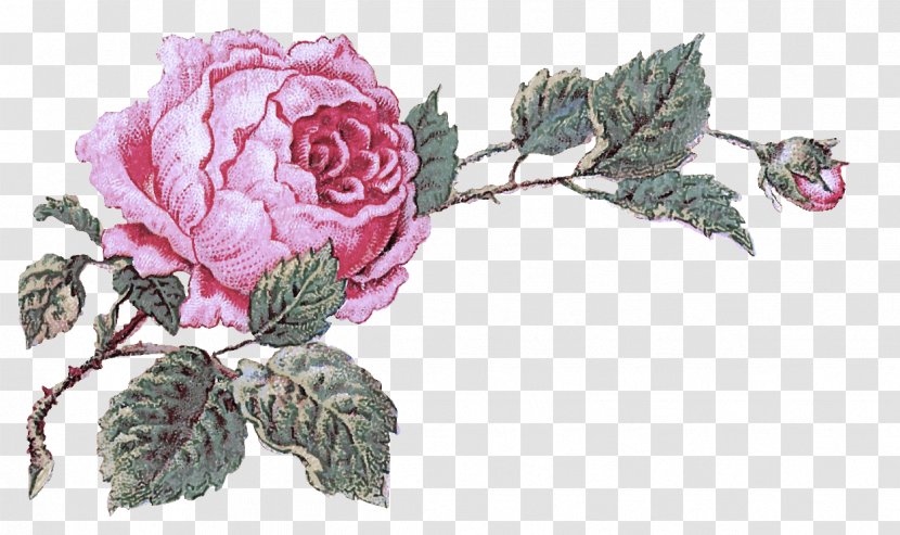 Garden Roses - Leaf Rose Family Transparent PNG