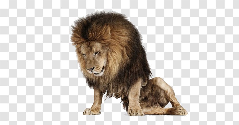 Creature Lion Photography Photographer Animal - Rasta Transparent PNG